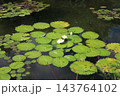 睡蓮 143764102