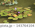 睡蓮 143764104