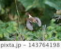 飛行する秋のノビタき 143764198