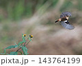 飛行する秋のノビタき 143764199