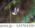飛行する秋のノビタき 143764200