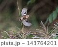飛行する秋のノビタき 143764201