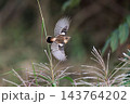 飛行する秋のノビタき 143764202