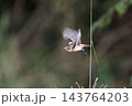飛行する秋のノビタき 143764203