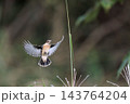 飛行する秋のノビタき 143764204