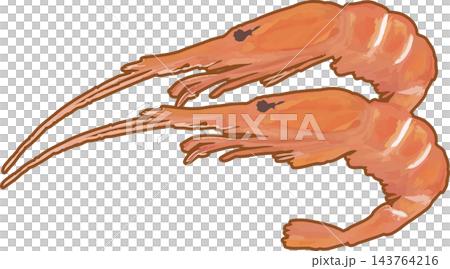 茹でた海老のシンプルなイラスト 茹でた海老のシンプルなイラスト 143764216