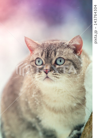 The cat sits on a tree in the winter orchard. Portrait of a siamese cat outdoors in winter 143764304