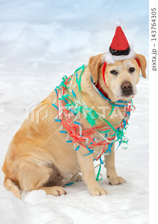 A dog wearing a Santa hat, tangled in colorful ribbons, sits in the snow 143764305