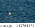 Solitary flamingo sleeping on one leg at dusk 143764372