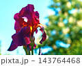 Nice red purple iris flower in sunny green garden 143764468