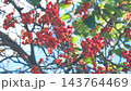 Wild forest ripe red useful clusters of rowan berries 143764469