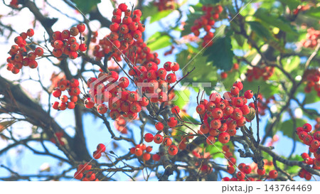 Wild forest ripe red useful clusters of rowan berries Wild forest ripe red useful clusters of rowan berries 143764469