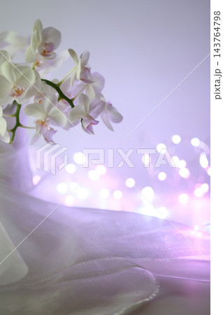 白い胡蝶蘭 143764798