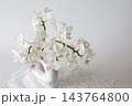 白い胡蝶蘭 143764800