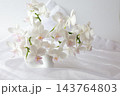 白い胡蝶蘭 143764803