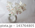 白い胡蝶蘭 143764805