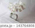 白い胡蝶蘭 143764808