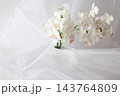 白い胡蝶蘭 143764809