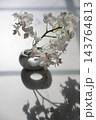 白い胡蝶蘭 143764813