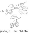 Hop Plant Line Art Illustration with Leaves Vines and Cones 143764862