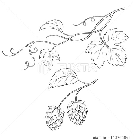 Hop Plant Line Art Illustration with Leaves Vines and Cones Hop Plant Line Art Illustration with Leaves Vines and Cones 143764862