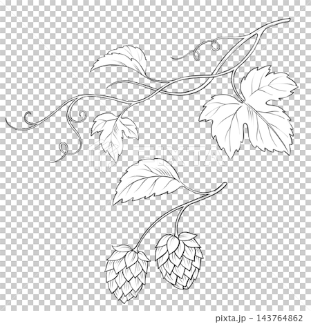 Hop Plant Line Art Illustration with Leaves Vines and Cones Hop Plant Line Art Illustration with Leaves Vines and Cones 143764862
