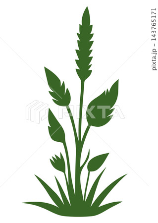 Green weed plant silhouette, isolated illustration Green weed plant silhouette, isolated illustration 143765171