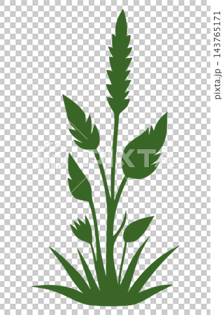 Green weed plant silhouette, isolated illustration Green weed plant silhouette, isolated illustration 143765171