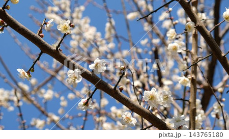 3月の梅の花｜青空に映える白梅の輝き 143765180