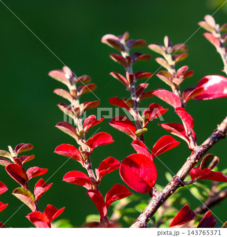 Close up view of a cotoneaster shrub branch with small, bright red autumn leaves. Vivid colors highlight the changing season Close up view of a cotoneaster shrub branch with small, bright red autumn leaves. Vivid colors highlight the changing season 143765371