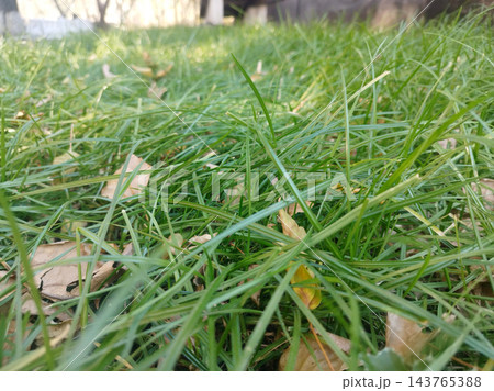 Low-angle macro view of vibrant green lawn grass interspersed with fallen dry autumn leaves. Bright natural sunlight creates a fresh, detailed texture in a park or garden environment. Low-angle macro view of vibrant green lawn grass interspersed with fallen dry autumn leaves. Bright natural sunlight creates a fresh, detailed texture in a park or garden environment. 143765388