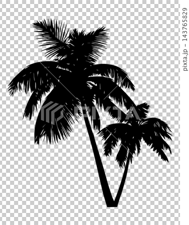 Black palm trees with tall trunks, isolated illustration Black palm trees with tall trunks, isolated illustration 143765829