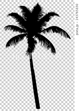 Black palm tree with straight trunk, isolated illustration Black palm tree with straight trunk, isolated illustration 143765830
