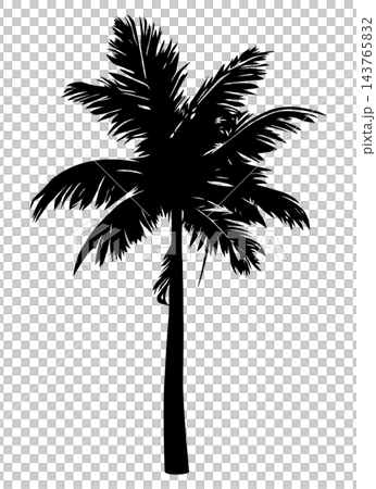 Black palm tree with thick trunk, isolated illustration Black palm tree with thick trunk, isolated illustration 143765832