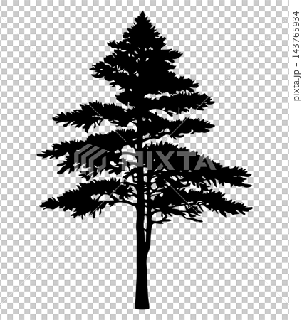 Black pine tree with layers, isolated illustration Black pine tree with layers, isolated illustration 143765934