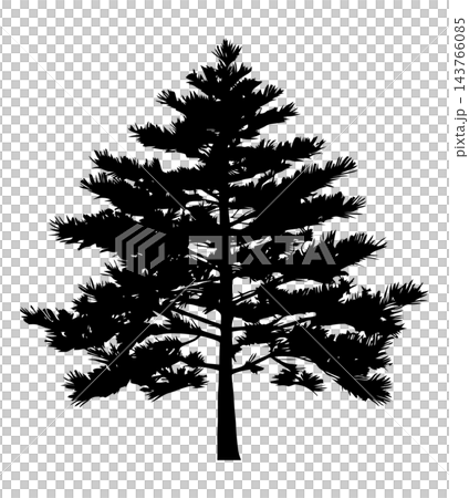 Black thick pine tree silhouette, isolated illustration Black thick pine tree silhouette, isolated illustration 143766085