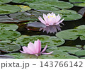 池に咲くピンクの睡蓮 143766142