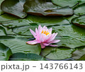 池に咲くピンクの睡蓮 143766143