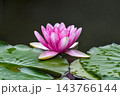 池に咲くピンクの睡蓮 143766144