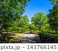 緑あふれる夏の公園の遊歩道 143766145