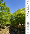 緑あふれる夏の公園 143766146