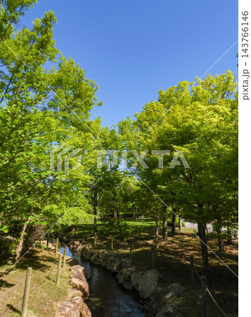 緑あふれる夏の公園 143766146