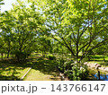 緑あふれる夏の公園 143766147
