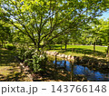 緑あふれる夏の公園 143766148