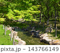 小川のある夏の自然公園 143766149