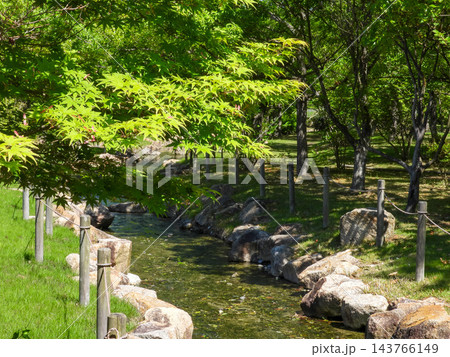 小川のある夏の自然公園 143766149