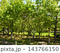 小川のある夏の自然公園 143766150