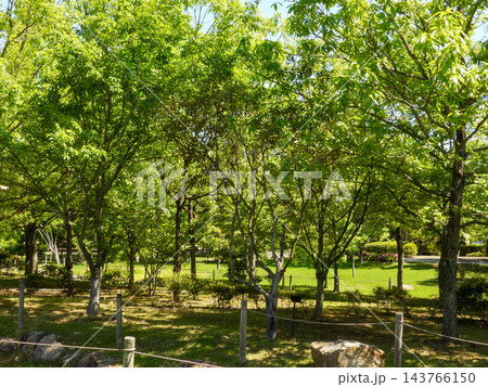 小川のある夏の自然公園 小川のある夏の自然公園 143766150
