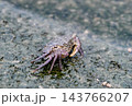 岩場を歩くカニ 143766207