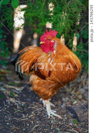 Golden Brown Rooster with Red Comb Standing Outdoors in Farmyard. Vivid rooster with bright feathers stands on soil beneath evergreen branches. Rooster portrait against softly blurred green foliage Golden Brown Rooster with Red Comb Standing Outdoors in Farmyard. Vivid rooster with bright feathers stands on soil beneath evergreen branches. Rooster portrait against softly blurred green foliage 143766295